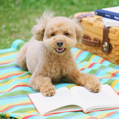 10 Easy Ways to Keep Your Dog Cool This Summer